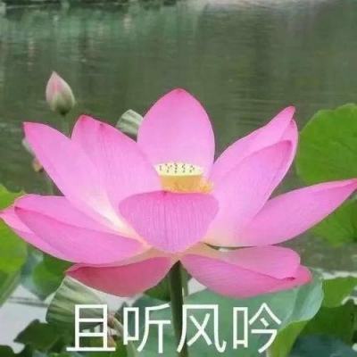 新华网视评｜对网络“黑嘴”必须重拳出击